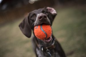 Hunde OP Versicherung sinnvoll